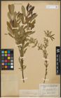 Foto von Salix purpurea subsp. amplexicaulis (Bory) C. K. Schneid.